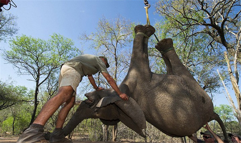 近日，南非一處自然保護(hù)區(qū)內(nèi)整個(gè)象群逃離。