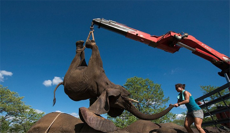 護(hù)林員***時(shí)間對(duì)其進(jìn)行追蹤，而后將十幾頭約4噸重的大象麻醉并捆綁四肢，用起重機(jī)小心放入轉(zhuǎn)運(yùn)車(chē)上救回。