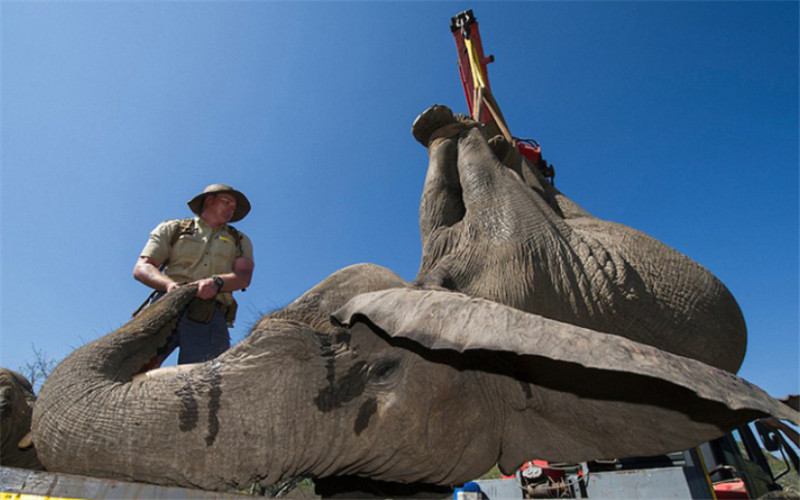 報(bào)道稱(chēng)，為了使大象們感到舒適，護(hù)林人員在運(yùn)送期間一直陪在它們身邊，用樹(shù)枝撐開(kāi)象鼻以保證它們能夠正常呼吸，并給它們澆水降溫。