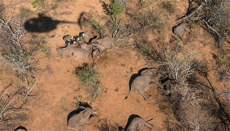 在一張照片中，大象轉(zhuǎn)醒后正在試著邁出它們安全回歸后的***步。