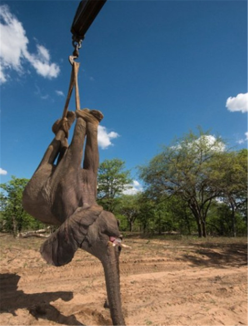 據(jù)悉，大象被吊車(chē)吊起的畫(huà)面由來(lái)自英國(guó)的攝影師兼自然保護(hù)主義者皮特?牛津（Pete Oxford）拍攝。